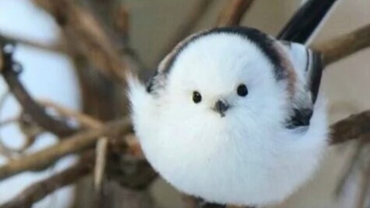 The final part of the list of the most beautiful birds