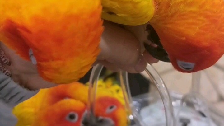 Khám phá quán cà phê vẹt ở Tokyo, Nhật Bản, bị bao vây bởi những chú gà con nhiệt tình