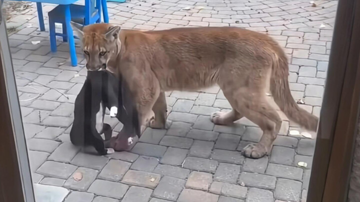 Puma berburu seekor kucing peliharaan lalu berusaha menculik anak kecil