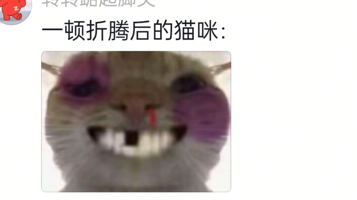 อาชีพเสี่ยงสูงต้องอาบน้ำให้แมวดุ!