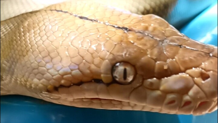 Titanium #reticulatedpython #snakes #ahas #python #snake