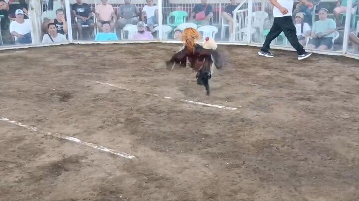 Possum Boston win (unscathed)