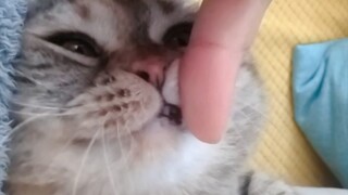 猫 ! 猫 ! 我 ! 人瘾犯了!