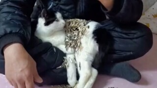 猫好 人坏