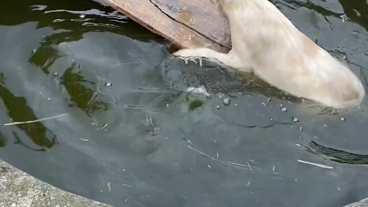 Đi chơi tình cờ gặp một chú chó rơi xuống vũng nước sâu, may mà không có chuyện gì nghiêm trọng.