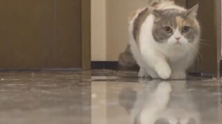 Seberapa datar seekor kucing bisa meremukkan dirinya sendiri? 5cm bisa lewat!