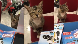 قطة مملة تقابل شخصًا مملًا، فاجتمعا معًا.