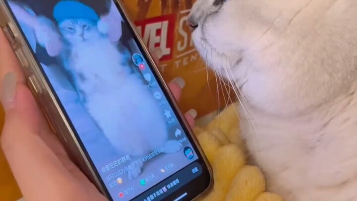 Kami mencintai meme kucing milik Fen’er sendiri