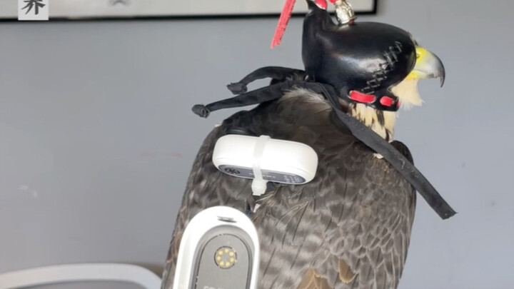 What It Feels Like to Fly from an Eagle’s Perspective