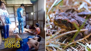 Mga bata, nakakain ng nakakalason na palaka?! | Kapuso Mo, Jessica Soho