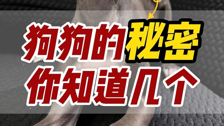 เกร็ดความรู้เกี่ยวกับสุนัข | คุณรู้จักสุนัขของตัวเองดีพอแล้วหรือยัง?