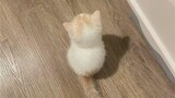 A video montage of cute cats