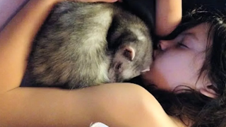 Cute Animals Cuddling Videos Compilation 🔴 Animales Siendo Acariciados Vídeo Recopilación