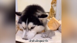 เพื่อนตัวน้อย สัตว์เลี้ยงแสนซน : เจ้าตัวเล็กสุดน่ารัก