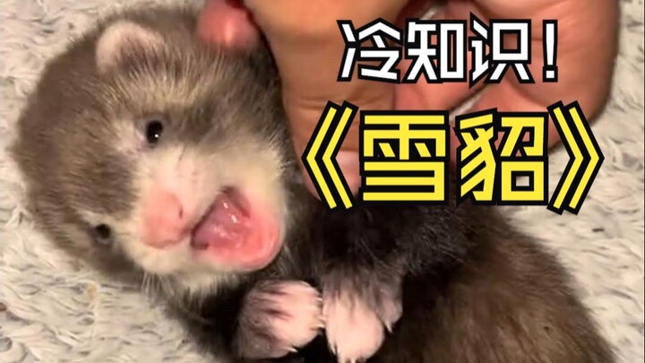Fun Facts About Ferrets