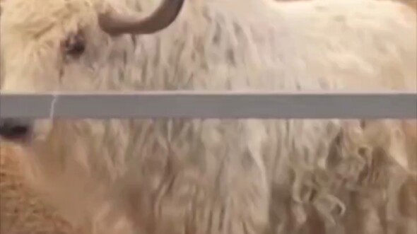 Cow: Do you want me to beat the crap out of you?