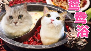 同时给两只短腿猫洗澡，一只哭一只围观场面太可爱了！