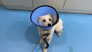 Animal|Help the Dog