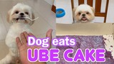 My Shih Tzu Dog Eats Ube Cake For The First Time