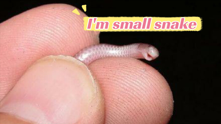 ไส้เดือนหรืองู