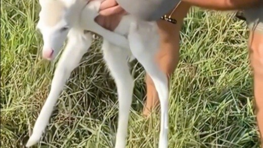 A foreign uncle found an abandoned little white deer on a farm and kindly adopted it. When it grew u