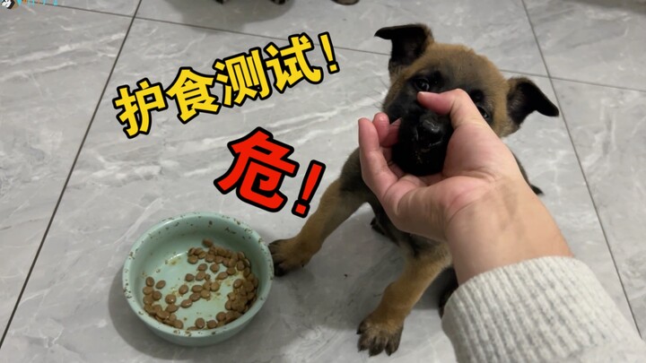 Để kiểm tra xem một chú chó ngựa có đang bảo vệ thức ăn của mình hay không, hãy chạm vào miệng nó kh
