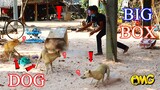 Real Prank! Big Box vs Four Dogs | Big Surprise with Reaction of many Dogs Top Video 2021