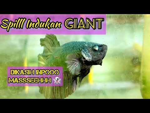 ALHAMDULILLAH NETES GIANT 5PAIR