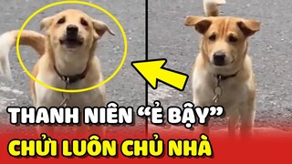 Gương mặt vàng trong làng "Ẻ BẬY", bị mắng vốn còn CHỬI cả chủ nhà 😂 | Yêu Lu