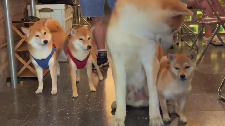 When Akita and Shiba Inu share the frame, the difference is crystal clear.