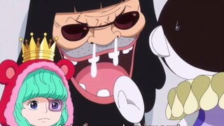 SUGAR VS CAVENDISH