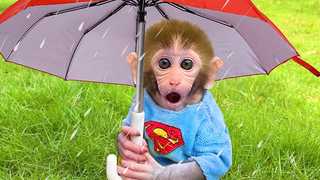 Monkey Baby Bon Bon พบกับสายฝนและกินแตงโมสีเหลืองกับลูกสุนัขในบ้าน