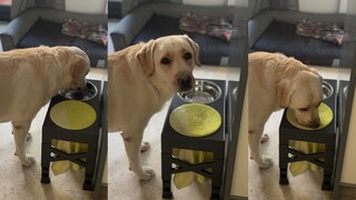 This dog must have been born into nobility—look how elegantly it drinks water!