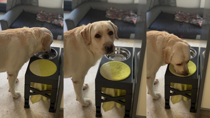 يبدو أن هذا الكلب وُلد في عائلة نبيلة، حتى شربه للماء يُظهر أناقة فائقة.