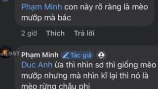 :)))💀mèo rừng châu phi