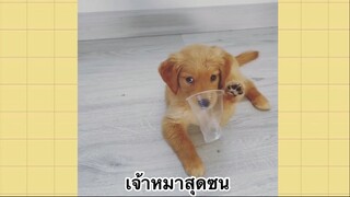 เพื่อนตัวน้อย สัตว์เลี้ยงแสนซน : เจ้าหมาสุดซน