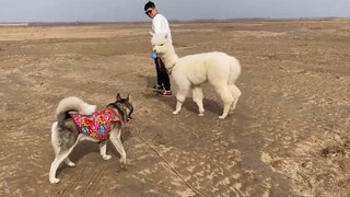 Kisah Cinta Husky dan Alpaca