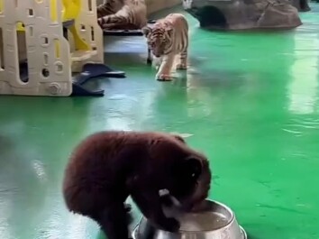 This guy is seriously cracking me up!