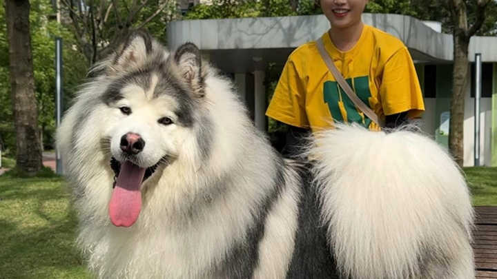 Sekaligus bersemangat dan takut! Hari ini aku mengajak jalan-jalan seekor anjing Alaska yang ukurann