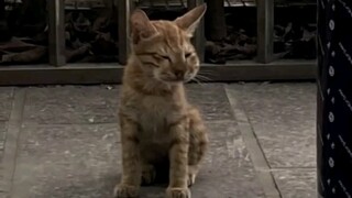 Kucing tidak mengerti mengapa lebah menyengatnya!