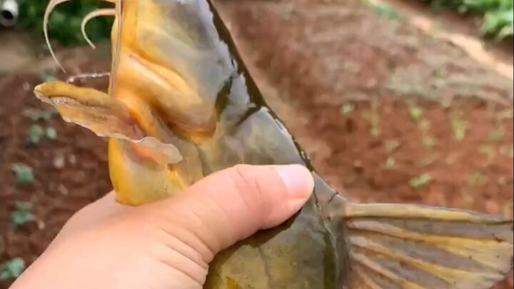 Is this the biggest yellow croaker ever?