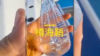 这个樽海鞘好像那个.....