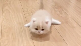 Who the heck taught you to walk like that?