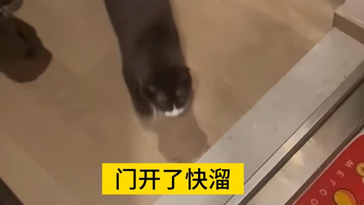 有些猫，不来一脚，等会追都追不上……