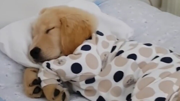 Golden Retrievers are warm and smart? All misconceptions!
