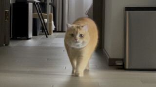 Supermodel yang berjalan terbalik