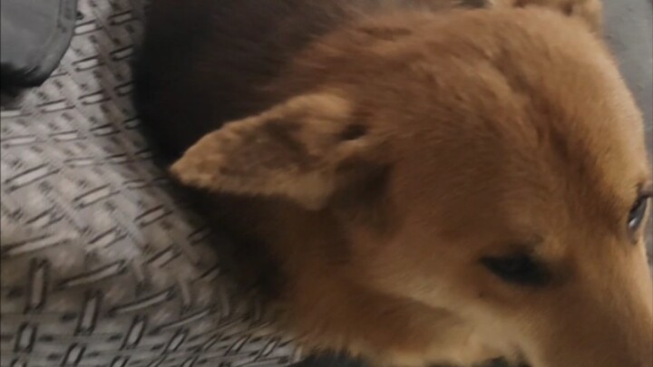 When you return to the village, all you do is either play on your phone or pet the dog.