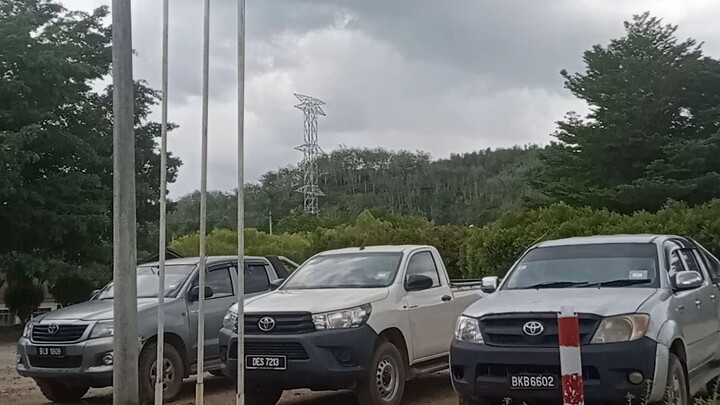 acacia Kelantan