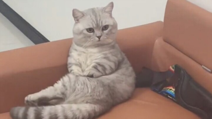 “Ini sikap duduk yang seharusnya dimiliki kucing kecil, ya?”