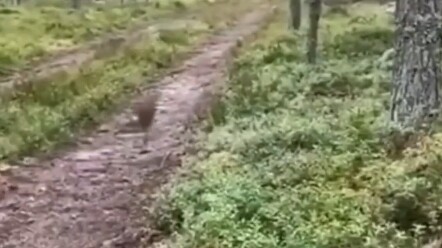 Kelinci: Aku akui ada unsur judi dalam diriku.